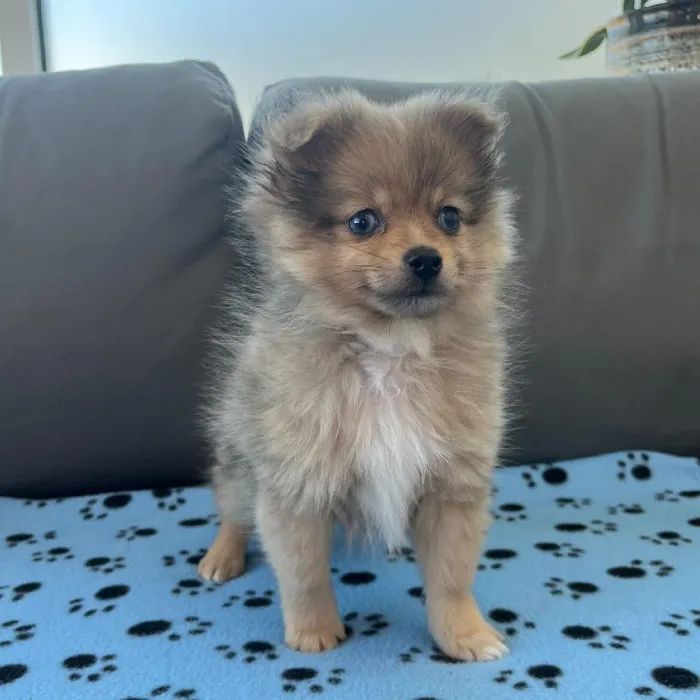 Male Pomeranian puppy named Fozzie for sale at Waggles Charlotte.