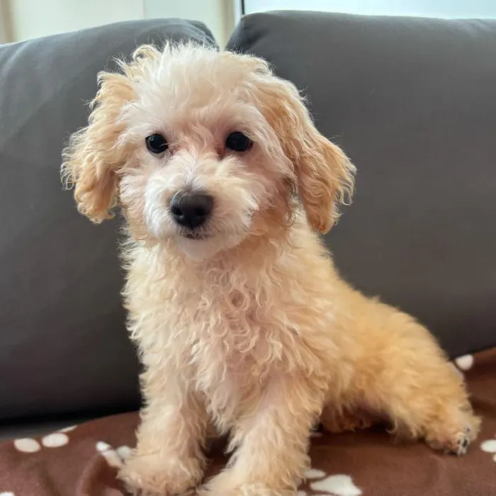 Male Poodle puppy named Ken for sale at Waggles Charlotte.