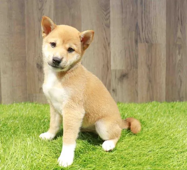 Male Shiba Inu puppy named Koda for sale at Waggles Charlotte.