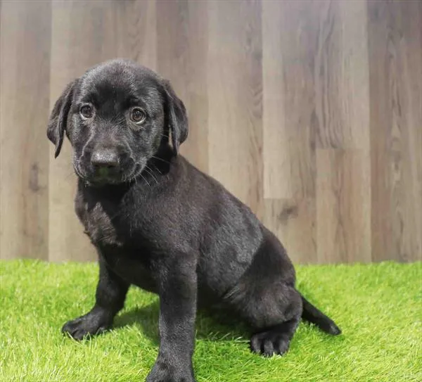 Female Labrador Retriever puppy named Miranda for sale at Waggles Charlotte.