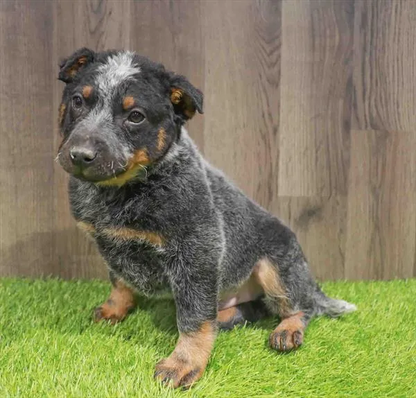 Male Blue Heeler puppy named Tim for sale at Waggles Charlotte.