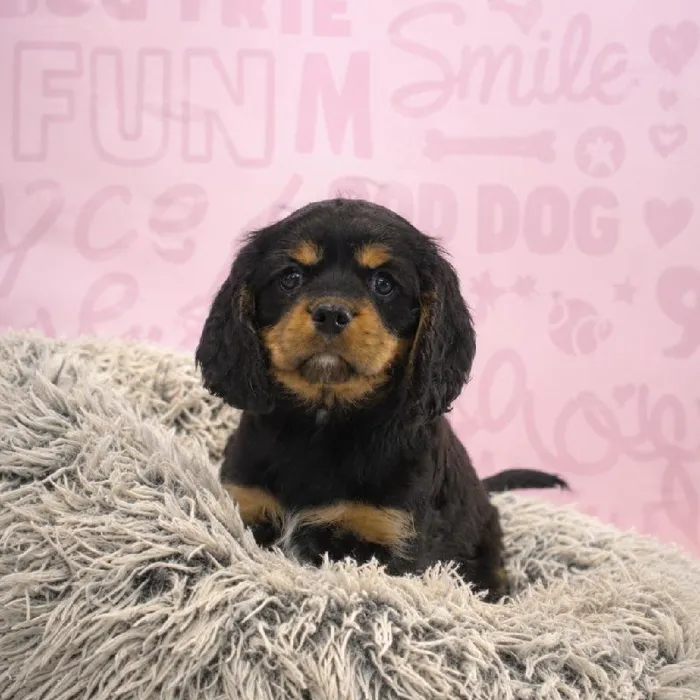 Male Cavalier King Charles Spaniel puppy named Billy for sale at Waggles Greensboro.