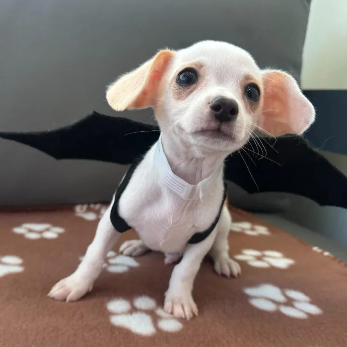 Male Chihuahua puppy named Patrick for sale at Waggles Charlotte.