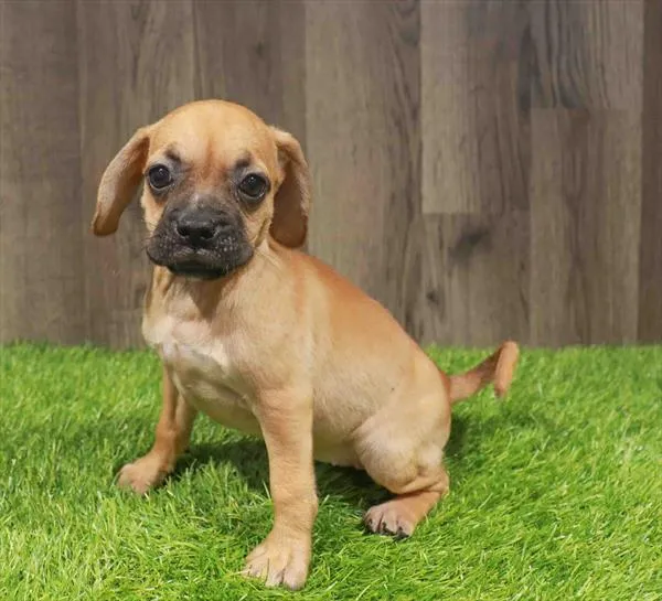 Female Puggle puppy named Frida for sale at Waggles Charlotte.
