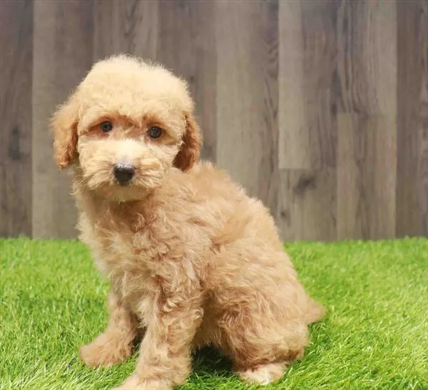 Female Poodle puppy named Beverly for sale at Waggles Charlotte.