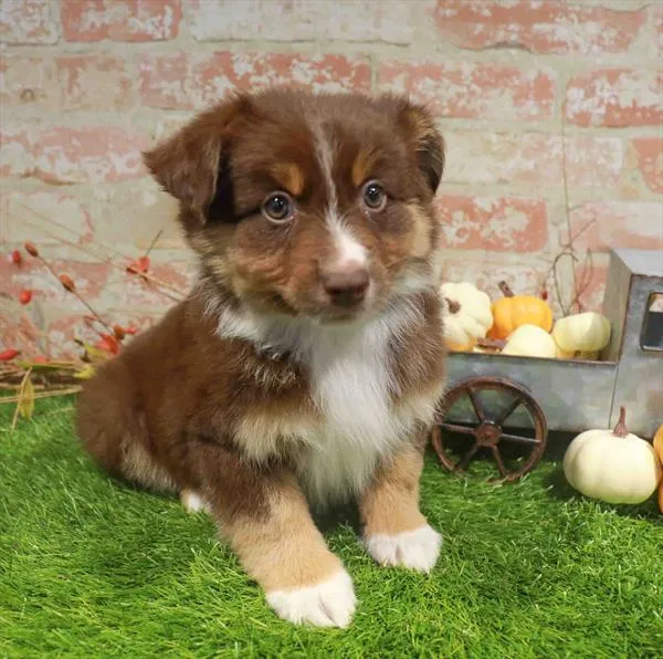 Male Mini Aussie puppy named Finn for sale at Waggles Charlotte.