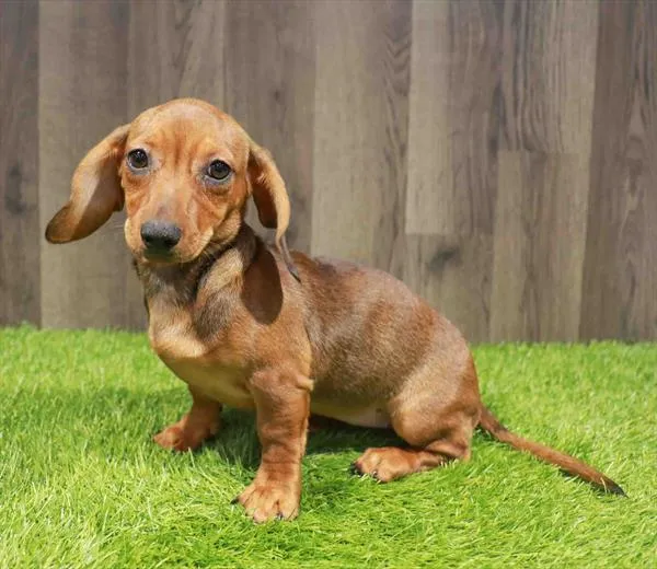 Female Dachshund puppy named Melanie for sale at Waggles Charlotte.
