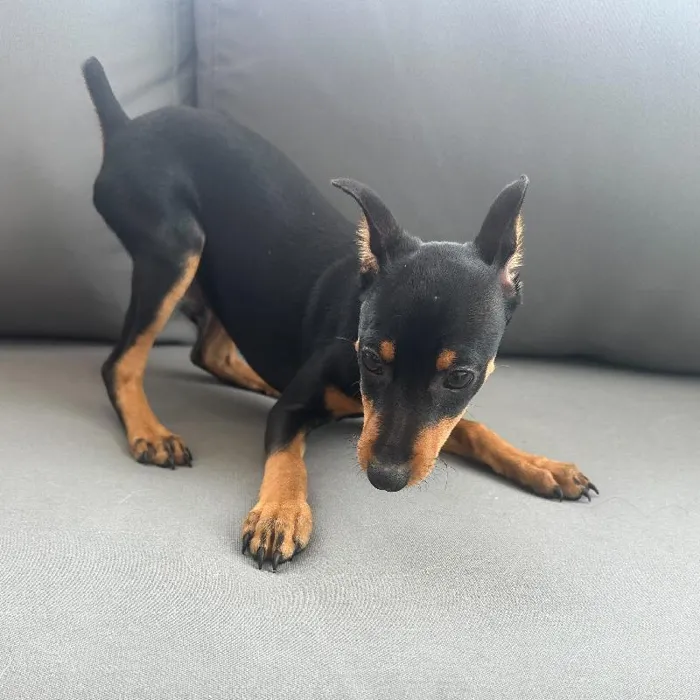 Male Min Pin puppy named Tony for sale at Waggles Charlotte.
