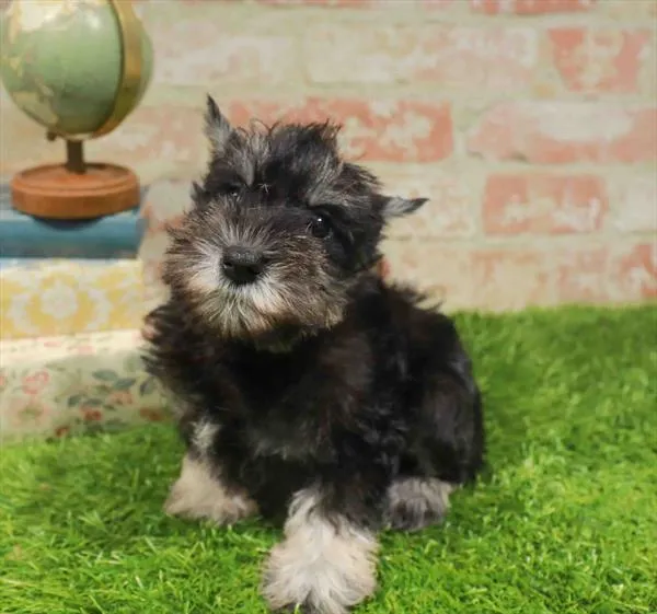 Female Mini Schnauzer puppy named Jersey for sale at Waggles Greensboro.