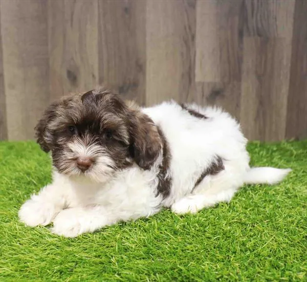 Female Havanese puppy named Jasmine for sale at Waggles Greensboro.
