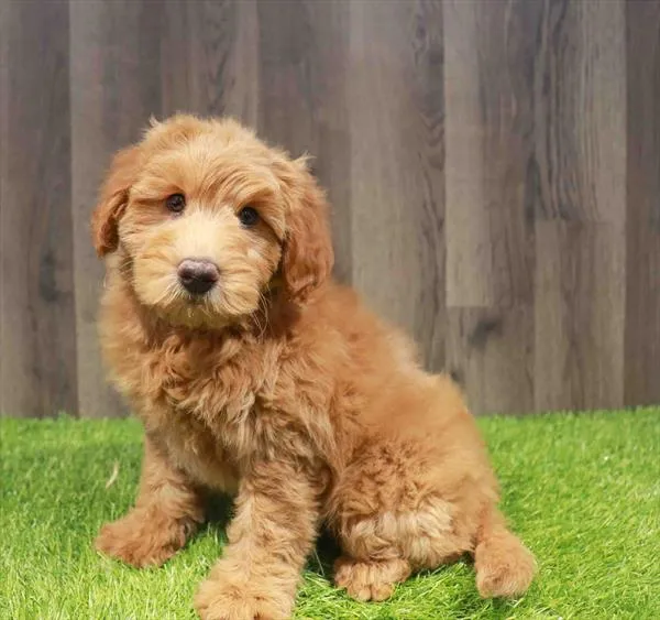 Female Mini Goldendoodle 2Nd Gen puppy named Dorothy for sale at Waggles Charlotte.