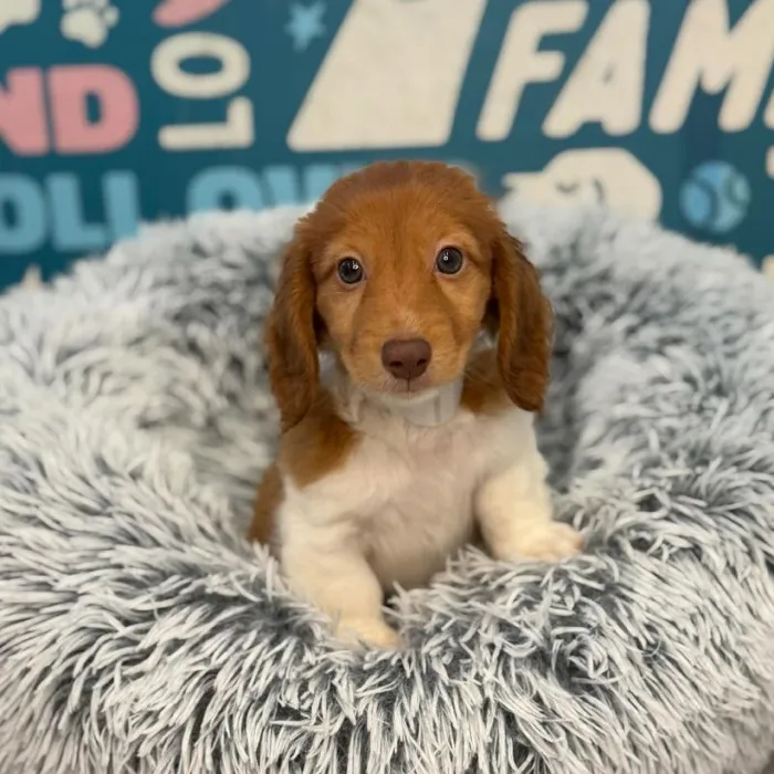 Male Dachshund puppy named Leo for sale at Waggles Charlotte.