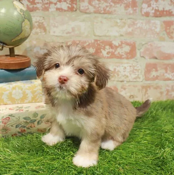 Male Havanese puppy named Jason for sale at Waggles Raleigh.