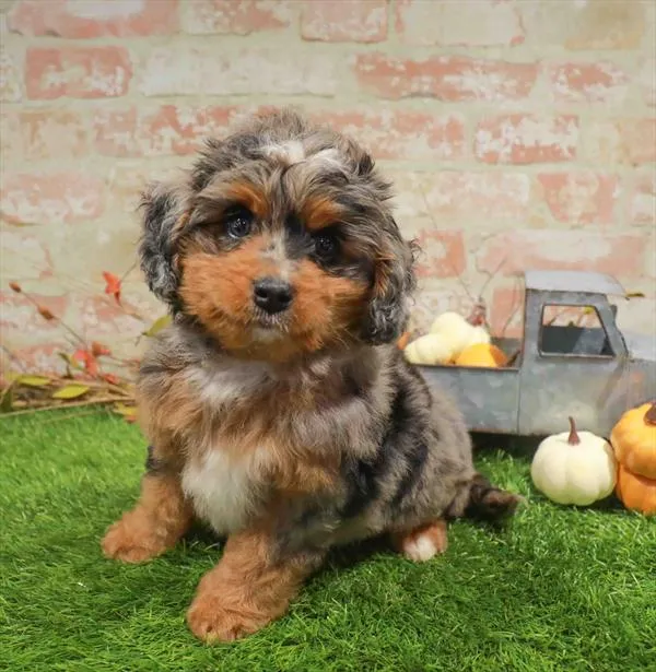 Female Mini Bernedoodle puppy named Oaklynn for sale at Waggles Charlotte.
