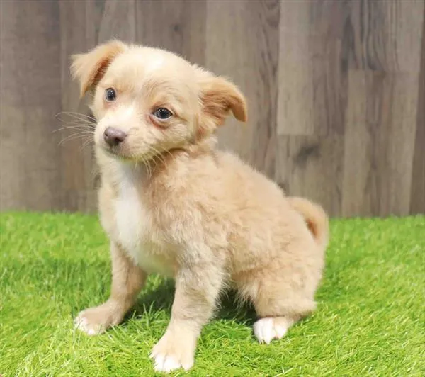 Male Chihuahua puppy named Harris for sale at Waggles Charlotte.