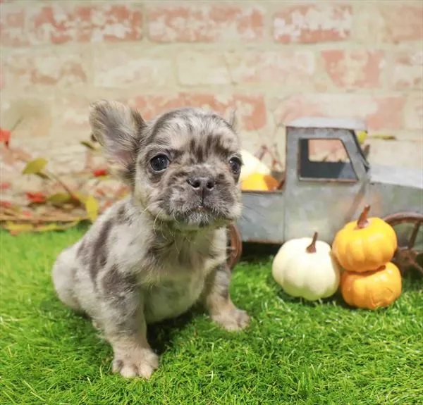 Male Fluffy French Bulldog puppy named Fred for sale at Waggles Raleigh.