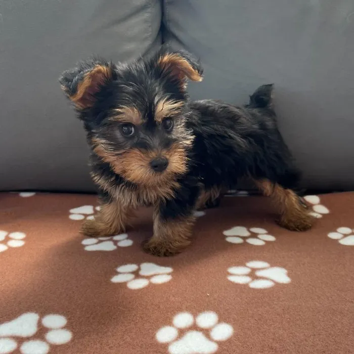 Male Yorkie puppy named Romeo for sale at Waggles Charlotte.