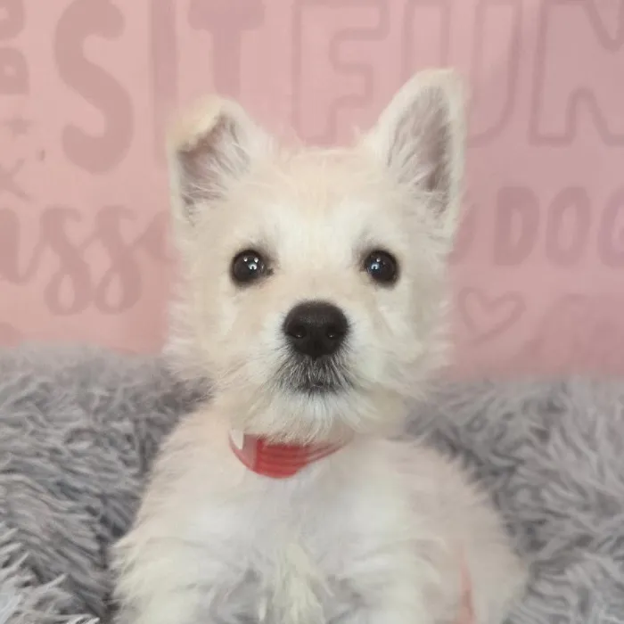 Female West Highland White Terrier puppy named Fable for sale at Waggles Raleigh.