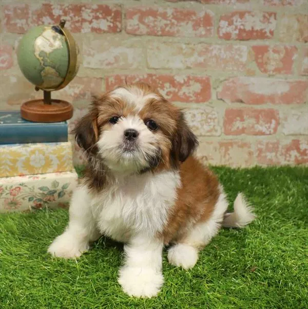 Female Shih Tzu puppy named Abby for sale at Waggles Greensboro.