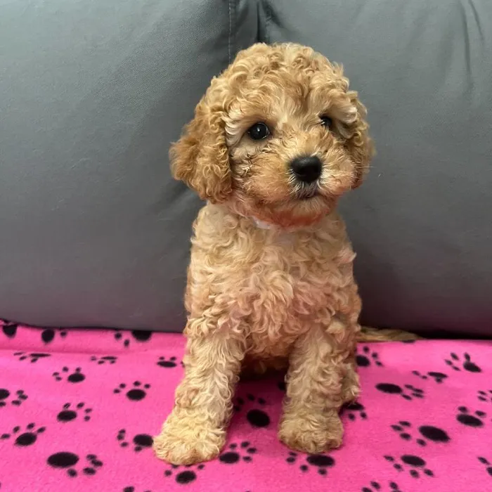 Female Cavapoo puppy named Clara for sale at Waggles Charlotte.