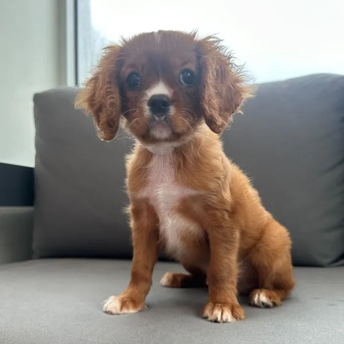 Male Cavalier King Charles Spaniel puppy named Elijah for sale at Waggles Charlotte.