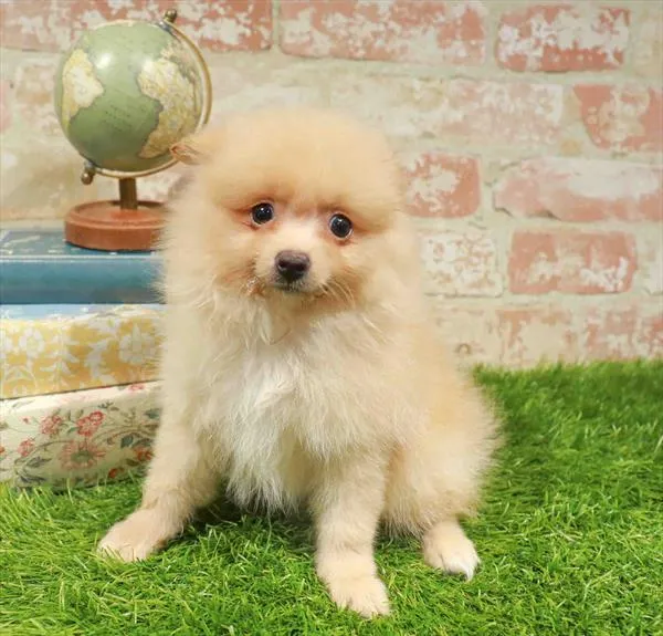 Male Pomeranian puppy named Richard for sale at Waggles Charlotte.