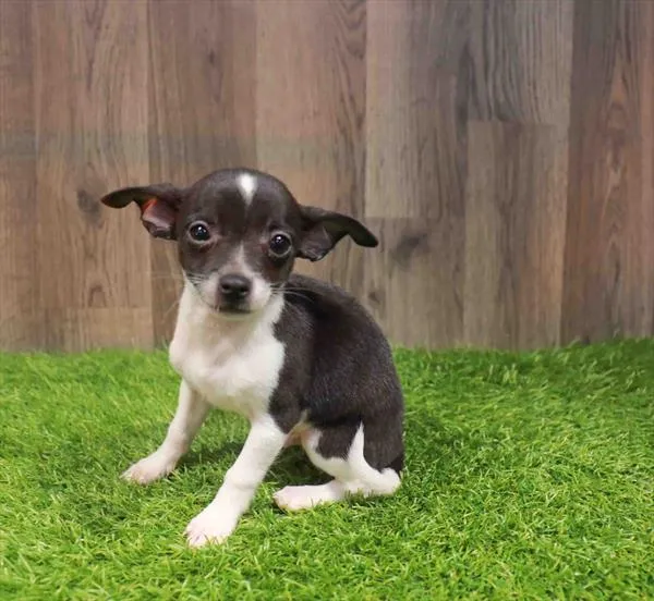 Male Chihuahua puppy named Caesar for sale at Waggles Charlotte.