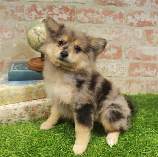 Female Pomeranian puppy named Sunday for sale at Waggles Greensboro.