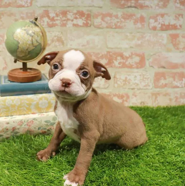 Male Boston Terrier puppy named Andy for sale at Waggles Raleigh.
