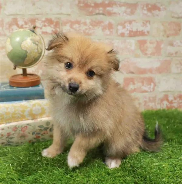 Female Pomeranian puppy named Bertha for sale at Waggles Charlotte.
