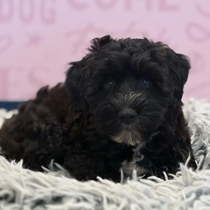 Male Whoodle puppy named Hunter for sale at Waggles Greensboro.