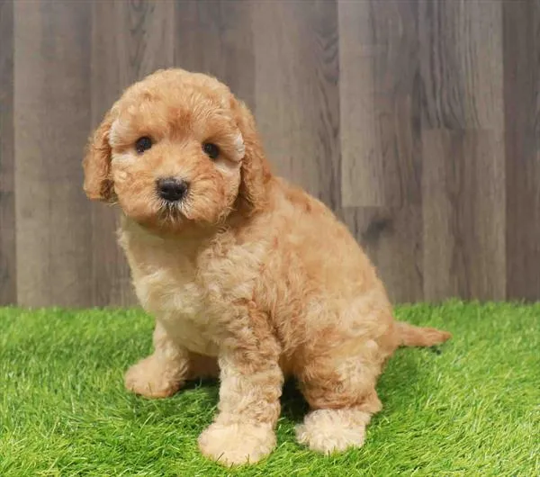 Female Cavapoo puppy named Clara for sale at Waggles Charlotte.