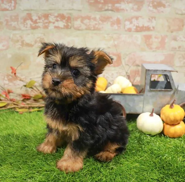 Male Silky Terrier puppy named Gus for sale at Waggles Charlotte.