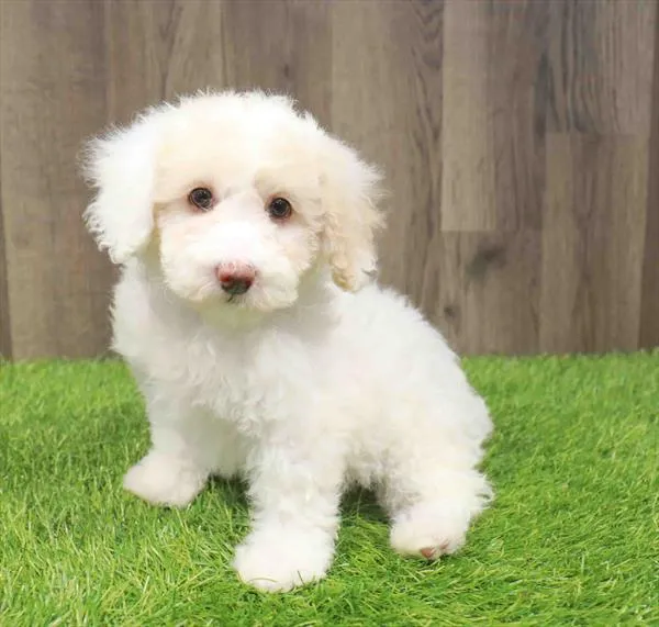 Female Poodle puppy named Taylor for sale at Waggles Charlotte.