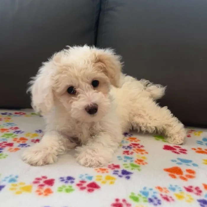 Female Poodle puppy named Taylor for sale at Waggles Charlotte.