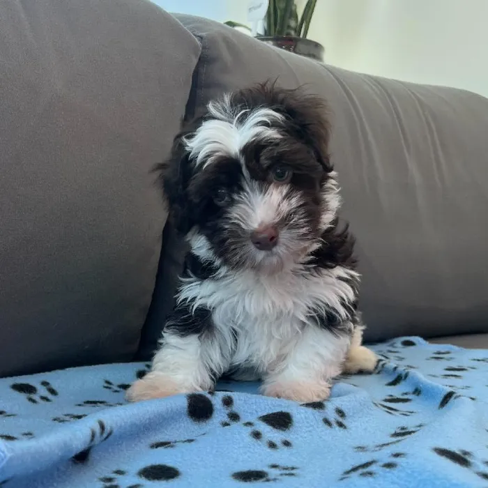 Male Havanese puppy named Scooter for sale at Waggles Charlotte.