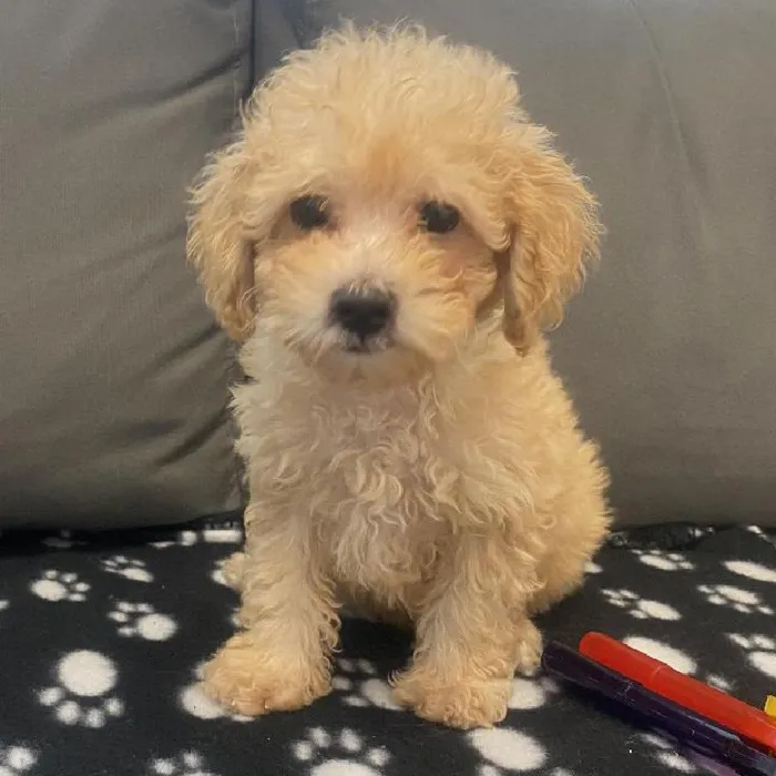 Male Poodle puppy named Ken for sale at Waggles Charlotte.