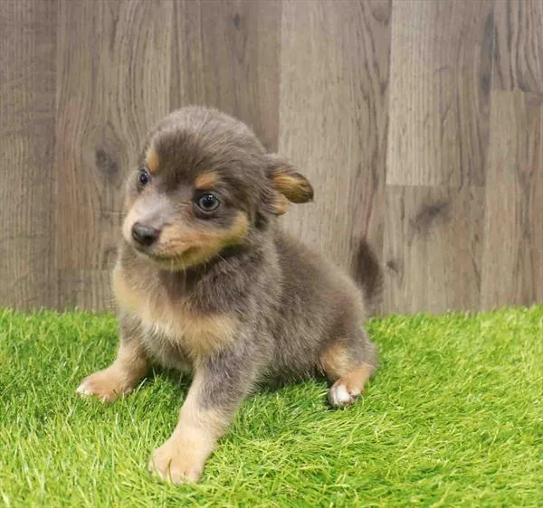 Male Chihuahua puppy named Chip for sale at Waggles Charlotte.