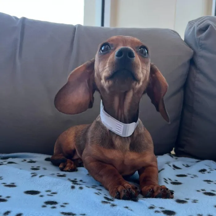 Female Dachshund puppy named Melanie for sale at Waggles Charlotte.