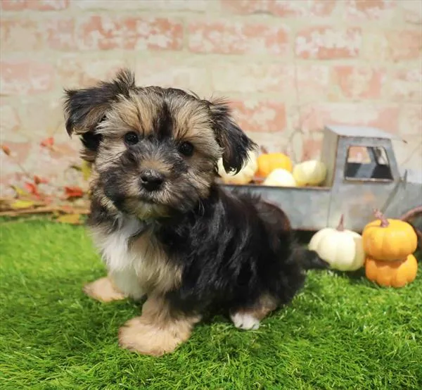 Male Morkie puppy named Gilbert for sale at Waggles Greensboro.