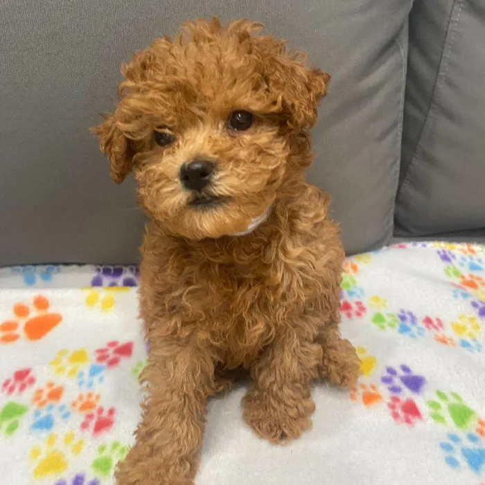 Male Poodle puppy named Clarence for sale at Waggles Charlotte.