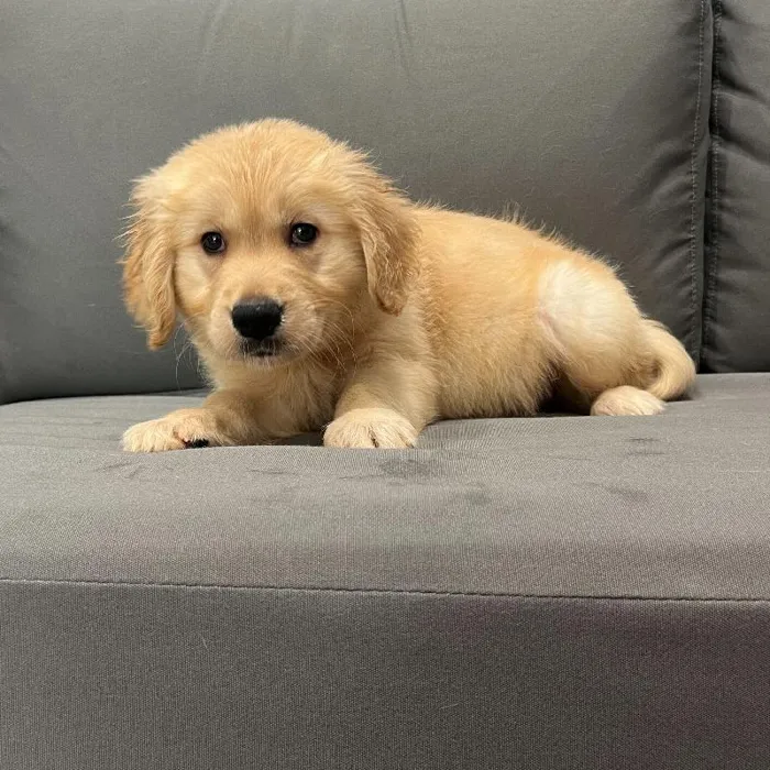 Female Golden Retriever puppy named Josie for sale at Waggles Charlotte.