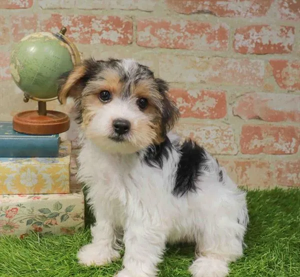 Male Yochon puppy named Herry for sale at Waggles Greensboro.