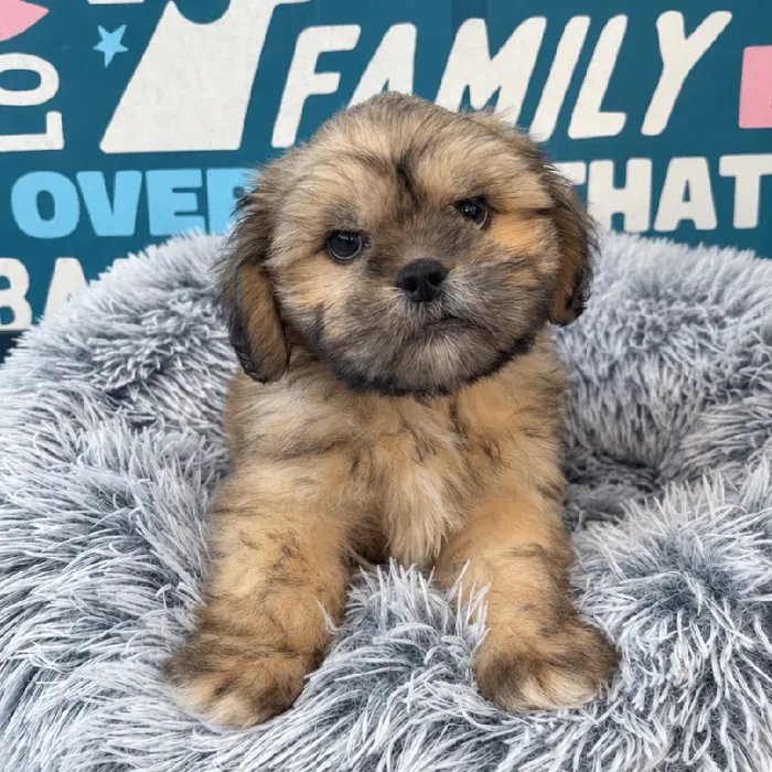 Male Lhasa Apso puppy named Roy for sale at Waggles Charlotte.