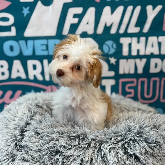 Female Havanese puppy named Ember for sale at Waggles Charlotte.