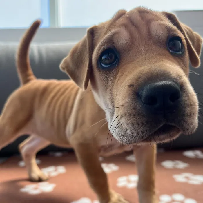 Female Mini Walrus puppy named Penny for sale at Waggles Charlotte.