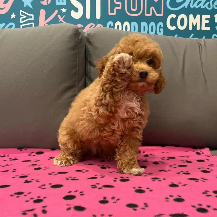 Female Mini Goldendoodle 2Nd Gen puppy named Daphne for sale at Waggles Charlotte.