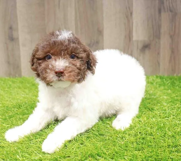 Female Morkie puppy named Cleo for sale at Waggles Greensboro.