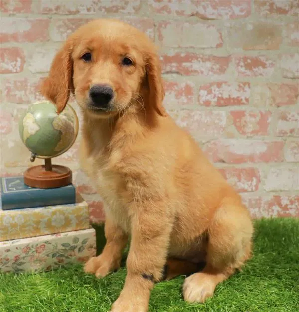 Female Golden Retriever puppy named Grace for sale at Waggles Charlotte.