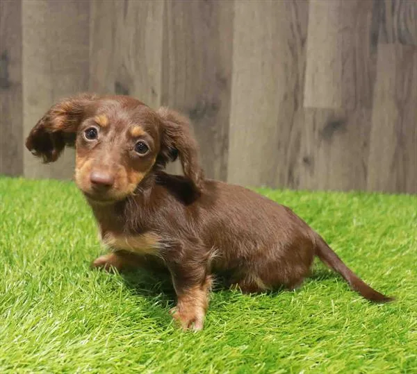 Female Dachshund puppy named Kelsey for sale at Waggles Charlotte.